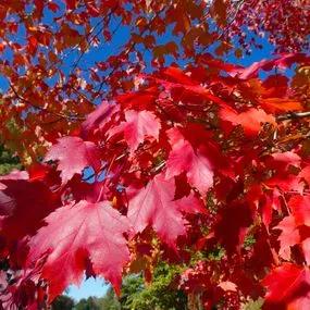 Maple Red (Acer 'rubrum') 1